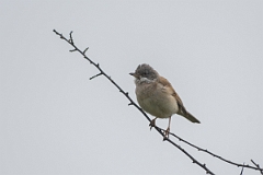 David Plant Photography - Wildlife Photography - Whitethroat - H