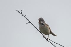 David Plant Photography - Wildlife Photography - Whitethroat - I