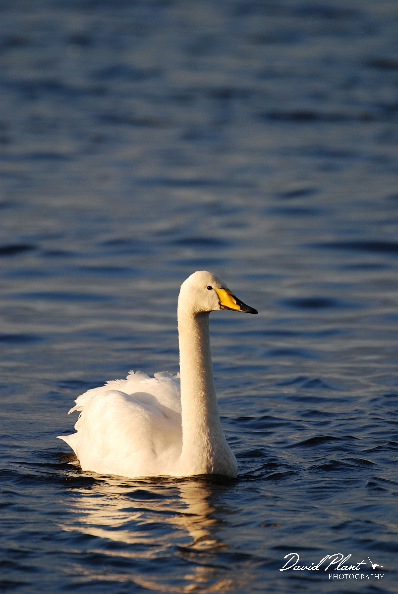 David Plant Photography - Wildlife Photographer - Whooper swan - AB.JPG - Whooper swan - Welney