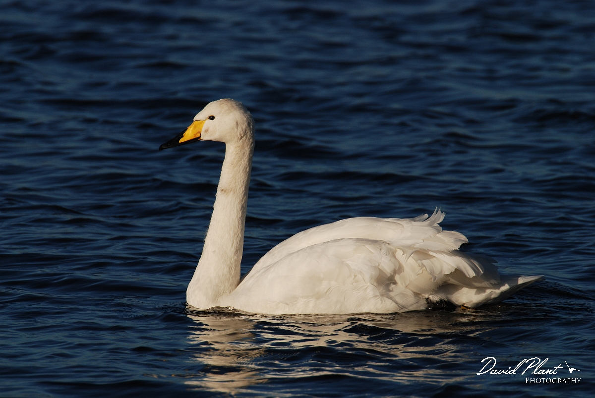 David Plant Photography - Wildlife Photographer - Whooper swan - U.JPG - Whooper swan - Welney