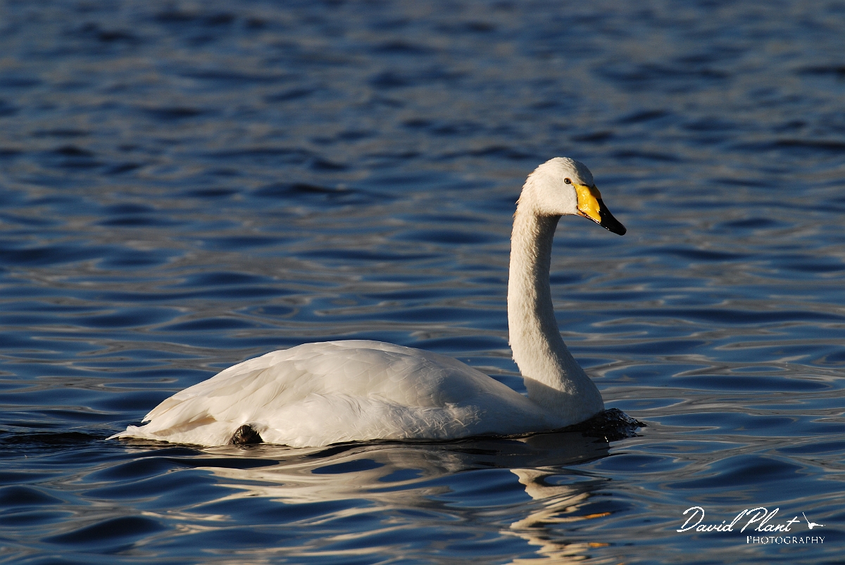 David Plant Photography - Wildlife Photographer - Whooper swan - Y.JPG - Whooper swan - Welney