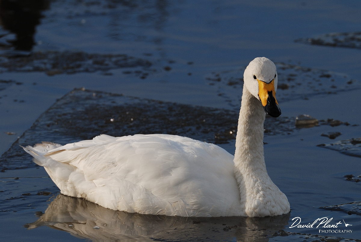 David Plant Photography - Wildlife Photographer - Whooper swan and ice - AQ.jpg - Whooper swan in ice - Welney