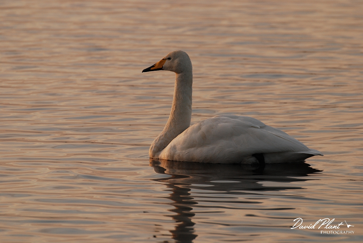 David Plant Photography - Wildlife Photographer - Whooper swan at dusk- J.JPG - Whooper swan at dusk - Welney