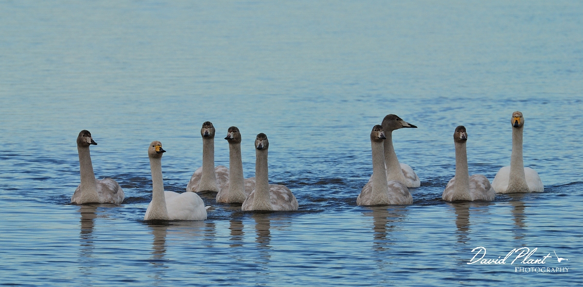 David Plant Photography - Wildlife Photographer - Whooper swan family - AI.jpg - Whooper swan family swimming - Welney