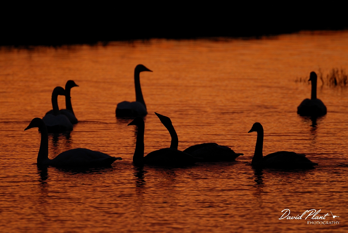 David Plant Photography - Wildlife Photographer - Whooper swan family at sunset - AK.jpg - Whooper swan family at sunset - Welney