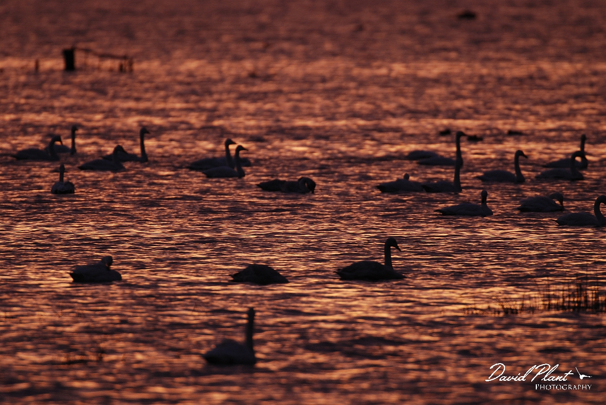 David Plant Photography - Wildlife Photographer - Whooper swan flock at dusk - AE.JPG - Whooper swan flock at sunset - Welney