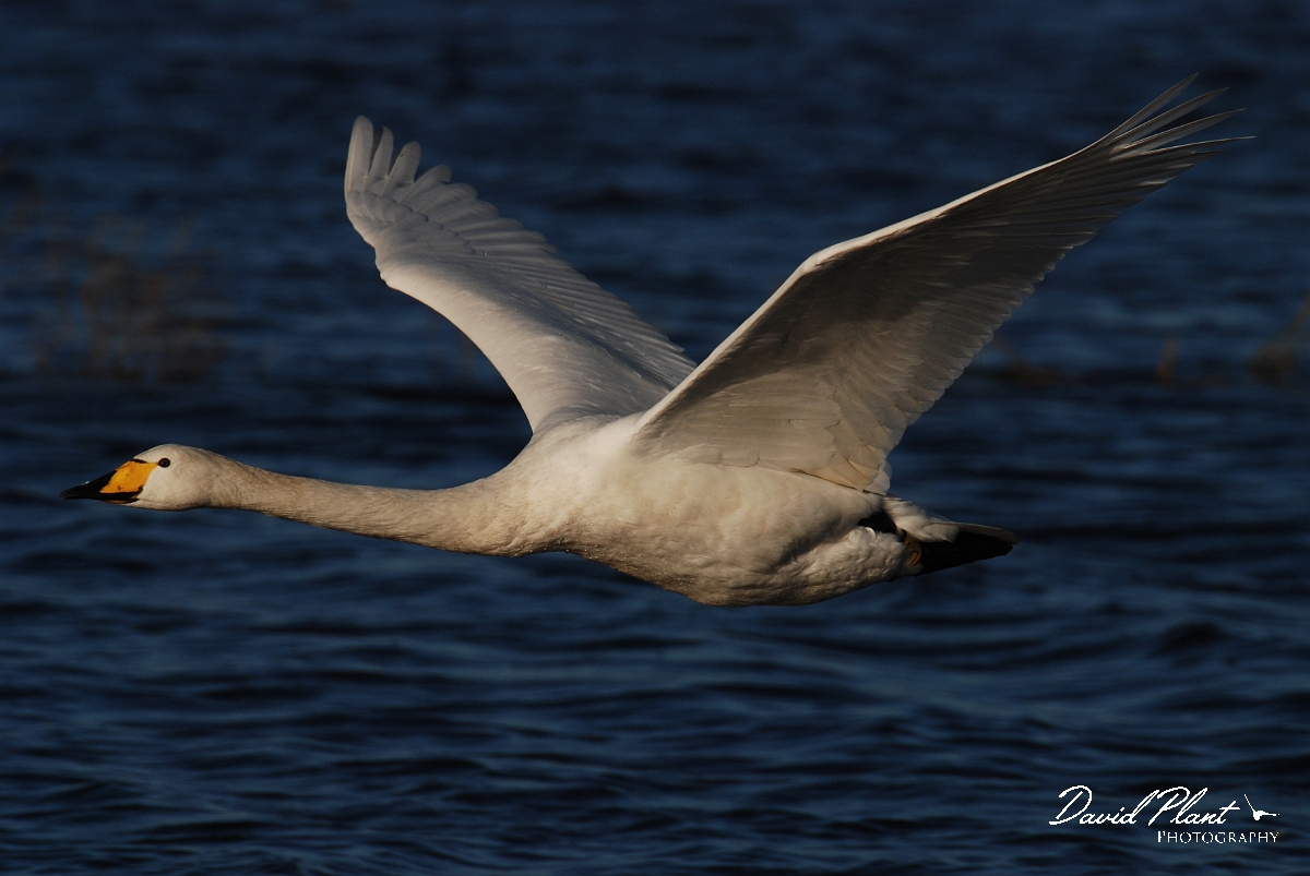 David Plant Photography - Wildlife Photographer - Whooper swan flying - R.jpg - Whooper swan flying - Welney