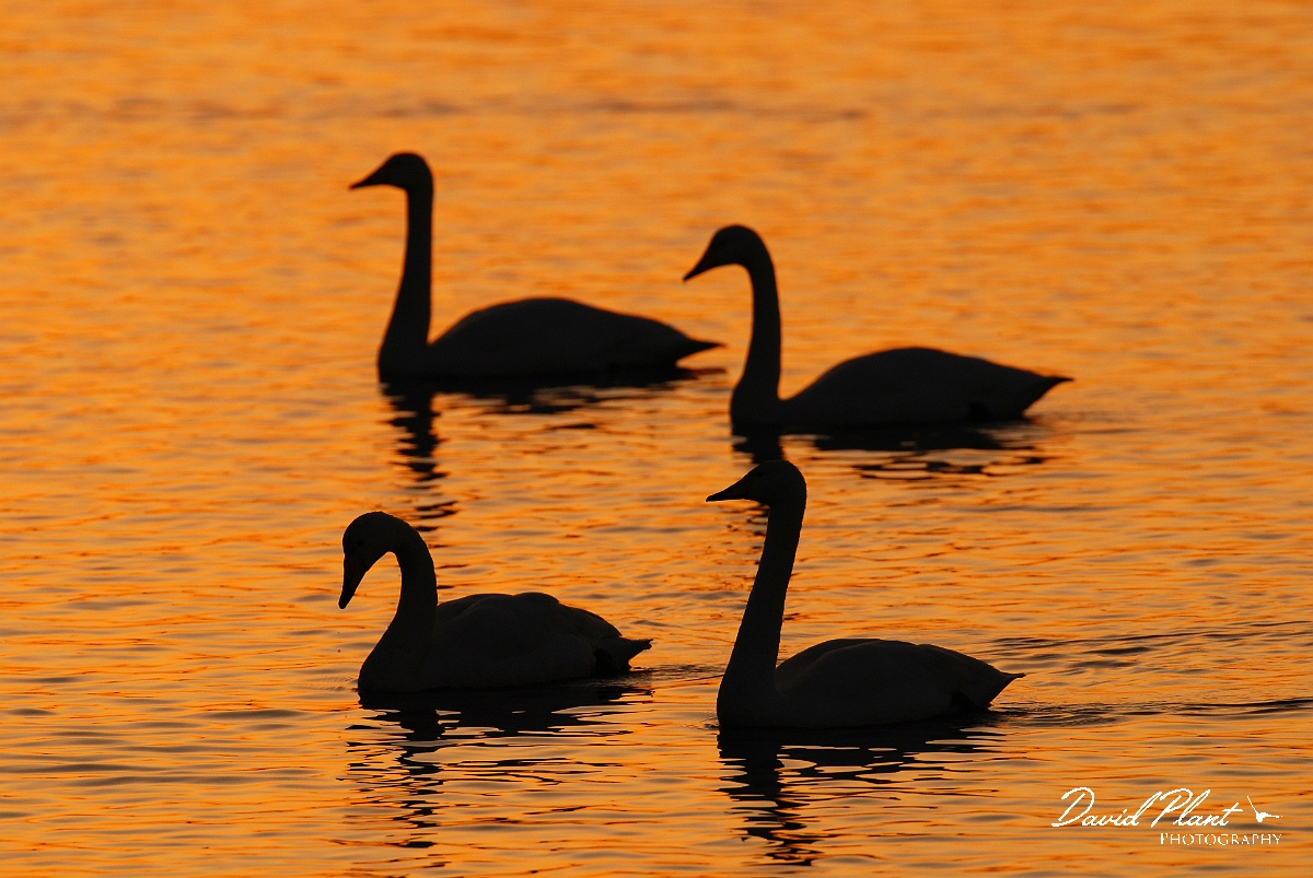 David Plant Photography - Wildlife Photographer - Whooper swan foursome at sunset - N.jpg - Whooper swan foursome at sunset - Welney