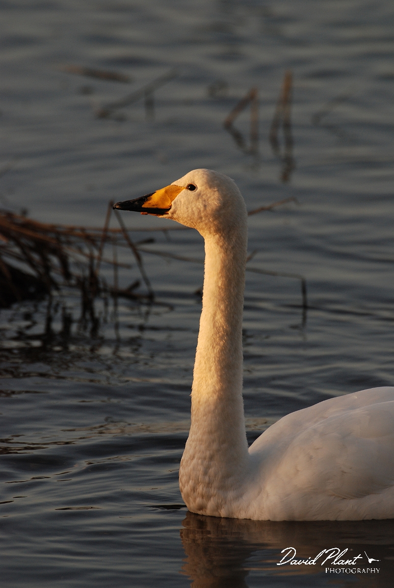 David Plant Photography - Wildlife Photographer - Whooper swan head - C.JPG - Whooper swan head - Welney