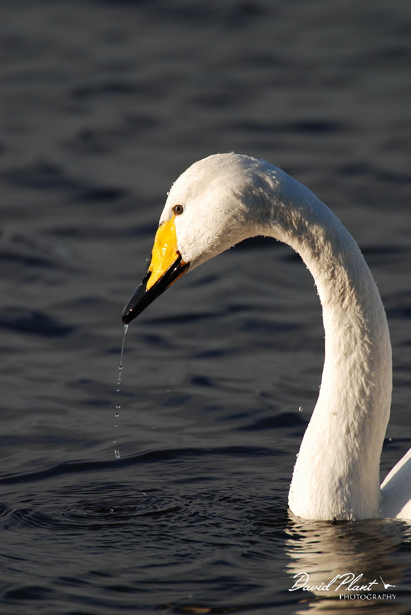 David Plant Photography - Wildlife Photographer - Whooper swan head - Z.JPG - Whooper swan head with dripping water - Welney