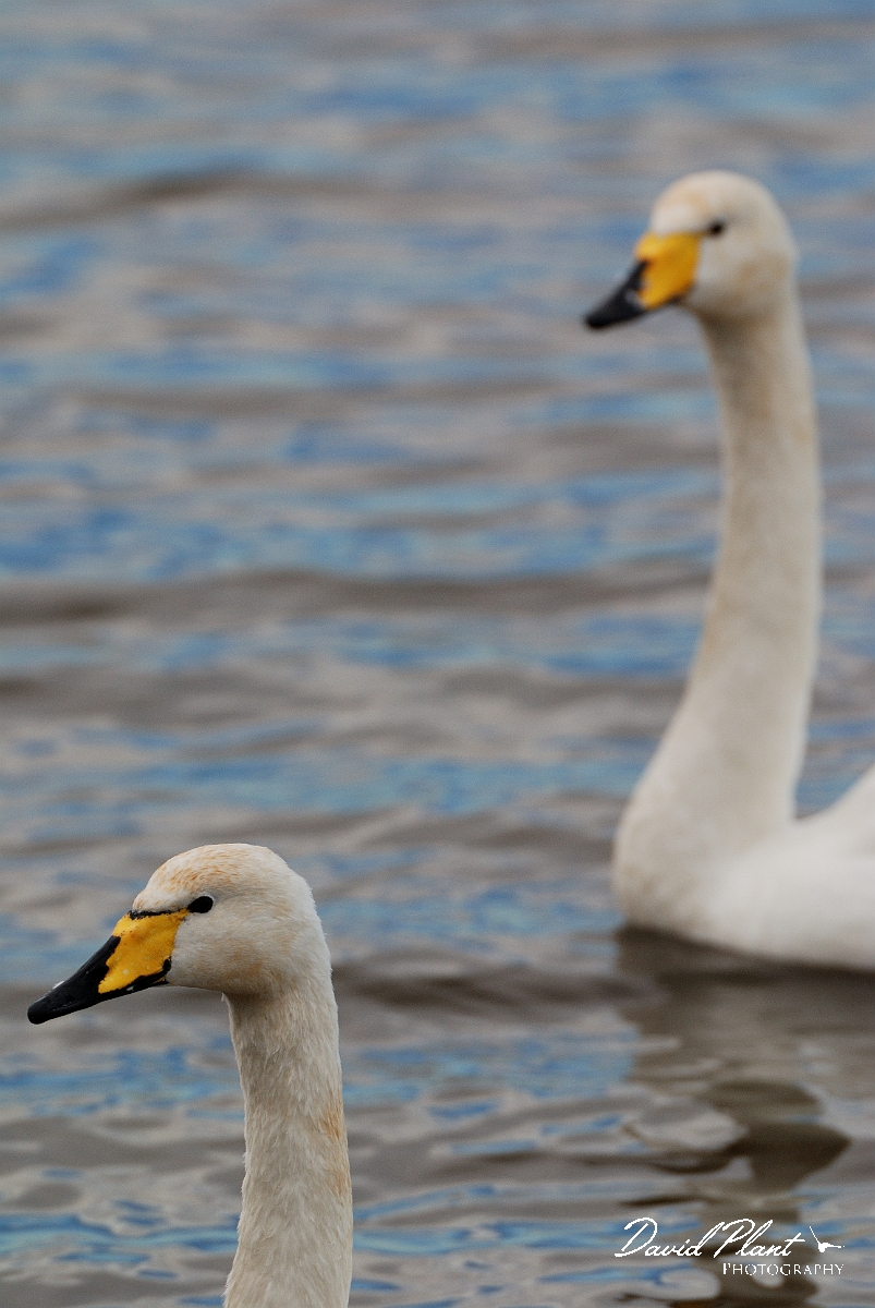 David Plant Photography - Wildlife Photographer - Whooper swan heads - AH.jpg - Whooper swan heads - Welney