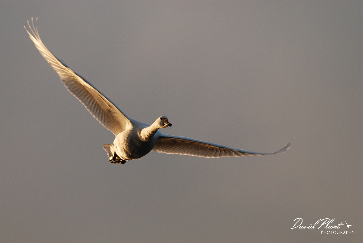 David Plant Photography - Wildlife Photographer - Whooper swan in flight - AC.jpg - Whooper swan in flight - Welney