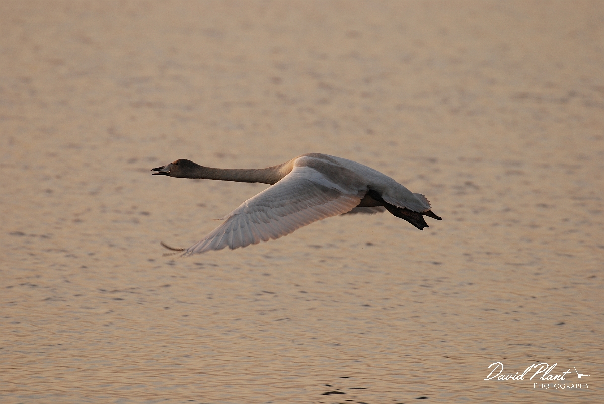 David Plant Photography - Wildlife Photographer - Whooper swan juvenile flying- G.JPG - Whooper swan juvenile flying - Welney