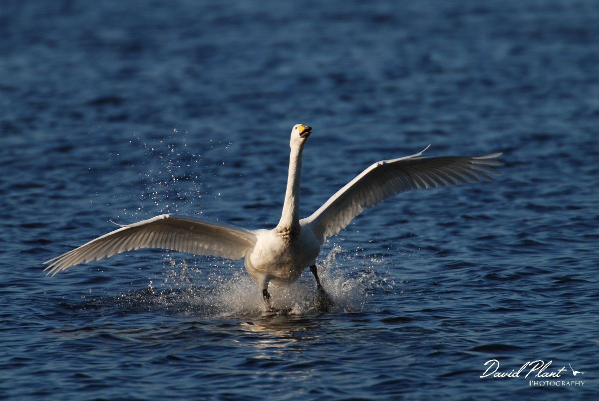 David Plant Photography - Wildlife Photographer - Whooper swan landing - T.jpg - Whooper swan landing - Welney