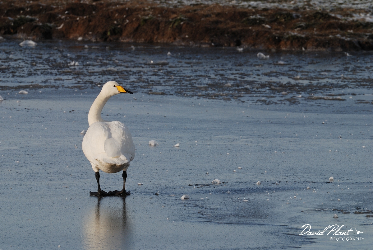 David Plant Photography - Wildlife Photographer - Whooper swan on ice - AP.jpg - Whooper swan on ice - Welney