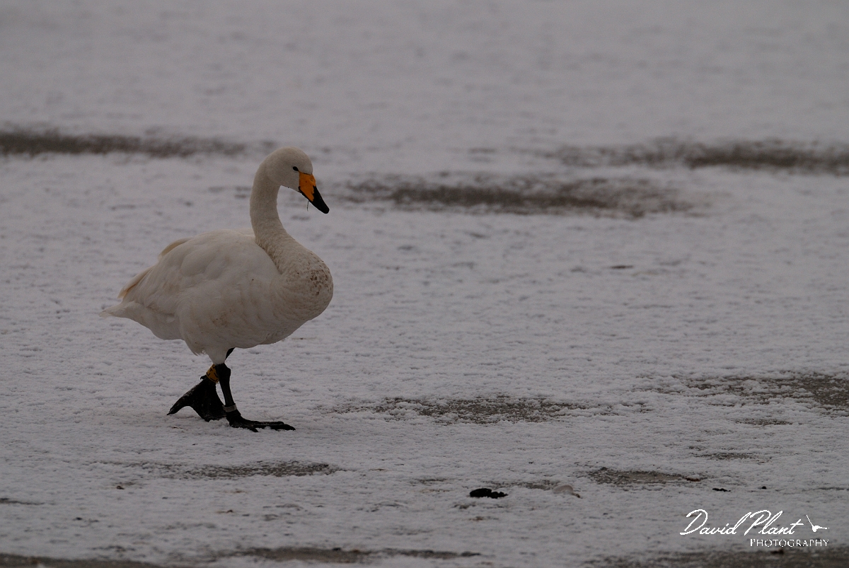 David Plant Photography - Wildlife Photographer - Whooper swan on snow - AS.jpg - Whooper swan in the snow - Welney