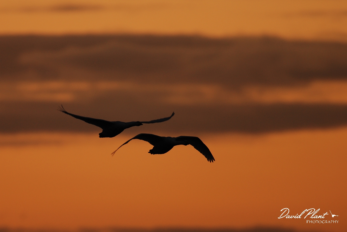 David Plant Photography - Wildlife Photographer - Whooper swan pair at sunset - AC.jpg - Whooper swan pair in flight at sunset - Welney
