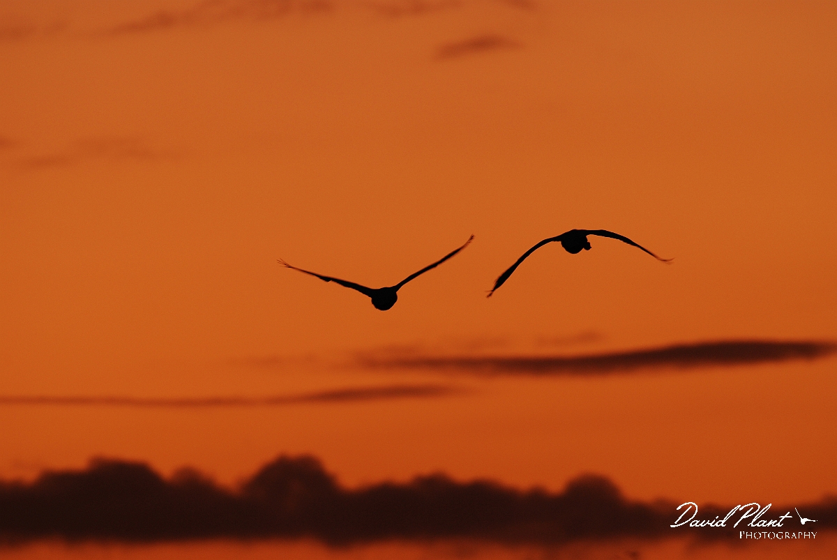 David Plant Photography - Wildlife Photographer - Whooper swan pair at sunset - AF.JPG - Whooper swan pair in flight at sunset - Welney
