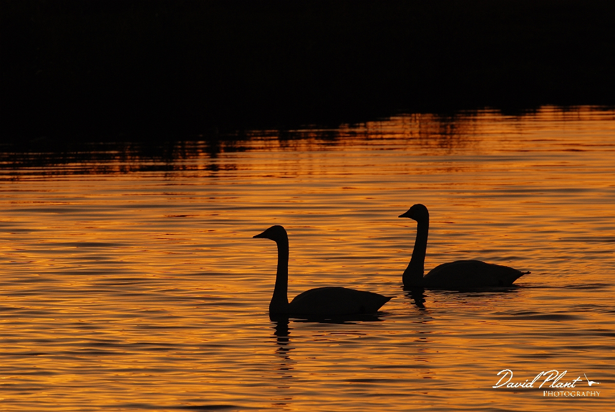 David Plant Photography - Wildlife Photographer - Whooper swan pair at sunset - M.JPG - Whooper swan pair at sunset - Welney