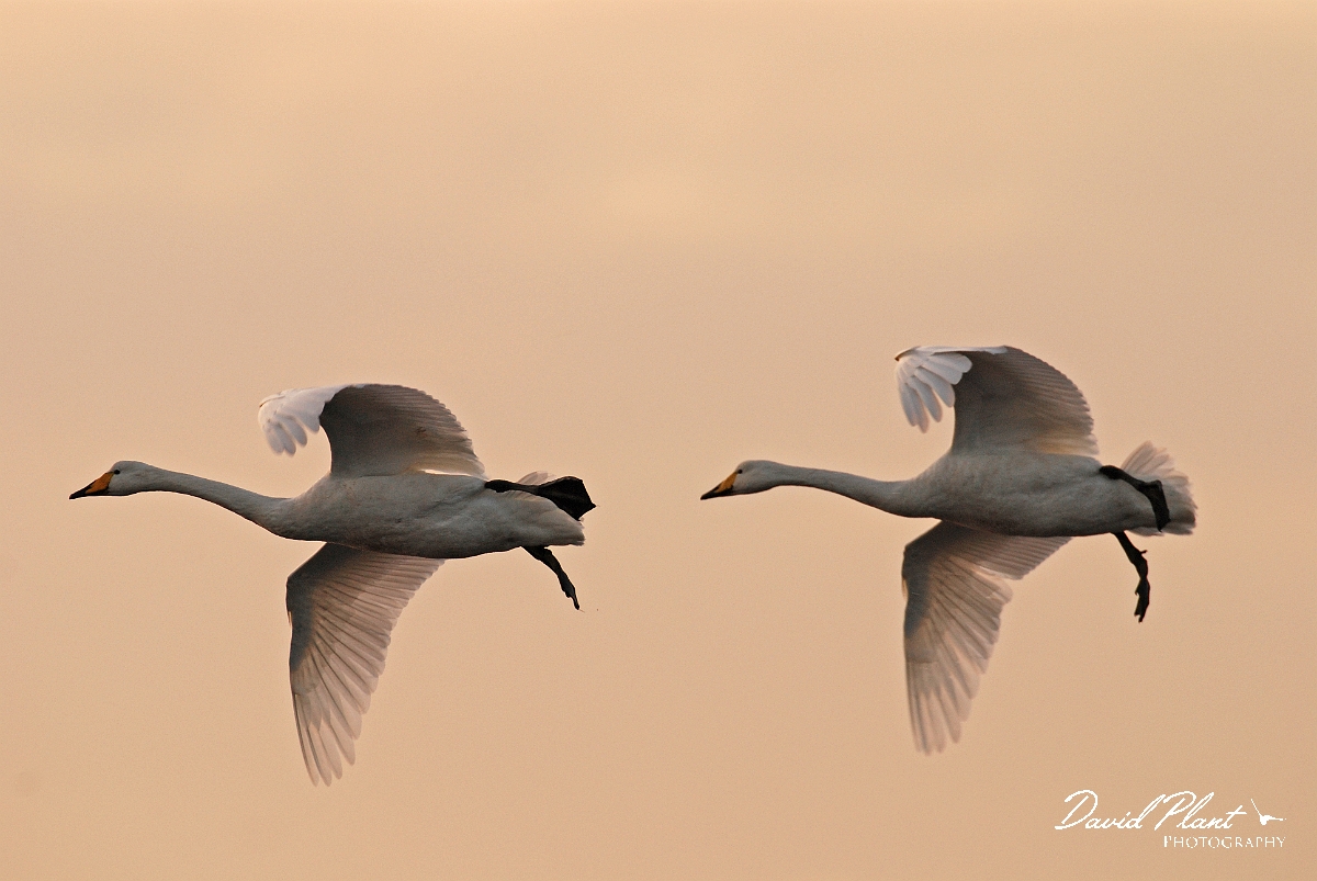 David Plant Photography - Wildlife Photographer - Whooper swan pair flying at dusk- I2.jpg - Whooper swan pair flying at dusk- Welney