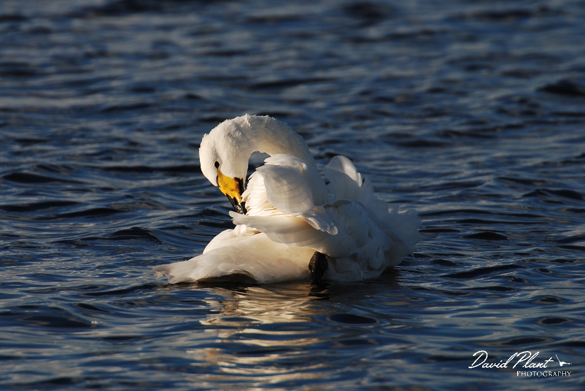 David Plant Photography - Wildlife Photographer - Whooper swan preening - X.jpg - Whooper swan preening - Welney