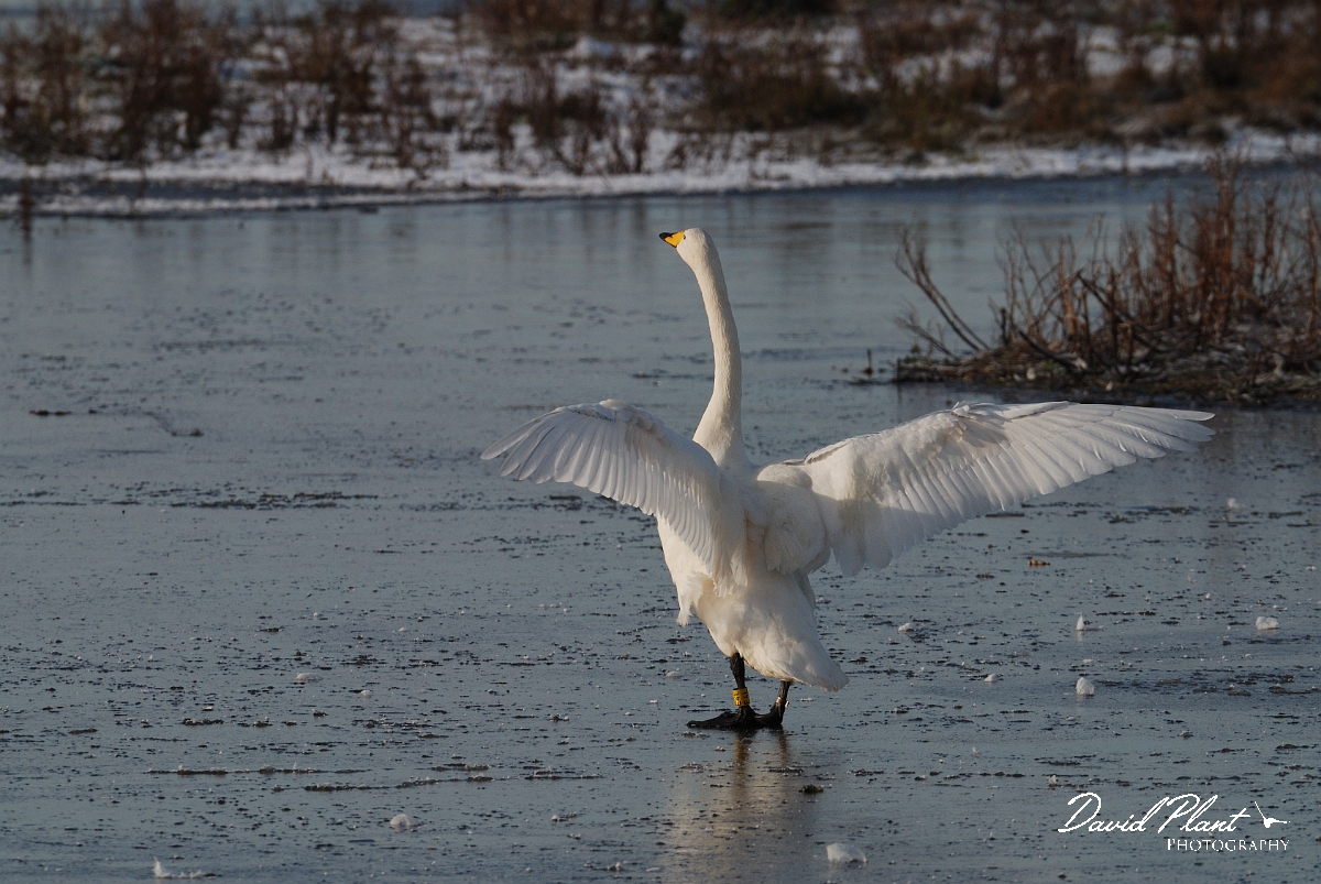 David Plant Photography - Wildlife Photographer - Whooper swan stretching - AN.jpg - Whooper swan wing flapping on ice - Welney