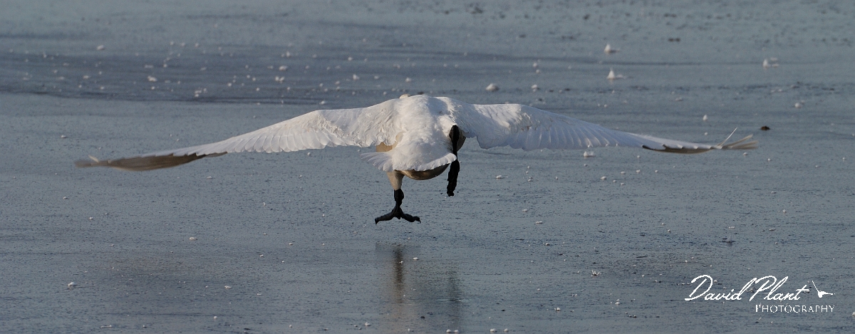 David Plant Photography - Wildlife Photographer - Whooper swan takeoff - AO.jpg - Whooper swan taking off - Welney