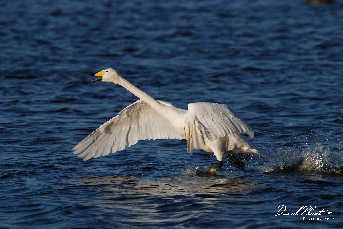 David Plant Photography - Wildlife Photographer - Whooper swan taking off - S.jpg - Whooper swan taking off - Welney