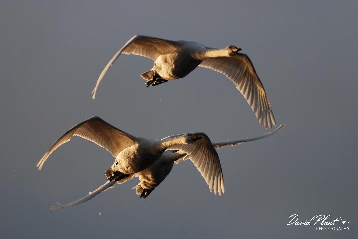 David Plant Photography - Wildlife Photographer - Whooper swan trio in flight - AA.JPG - Whooper swan trio in flight - Welney