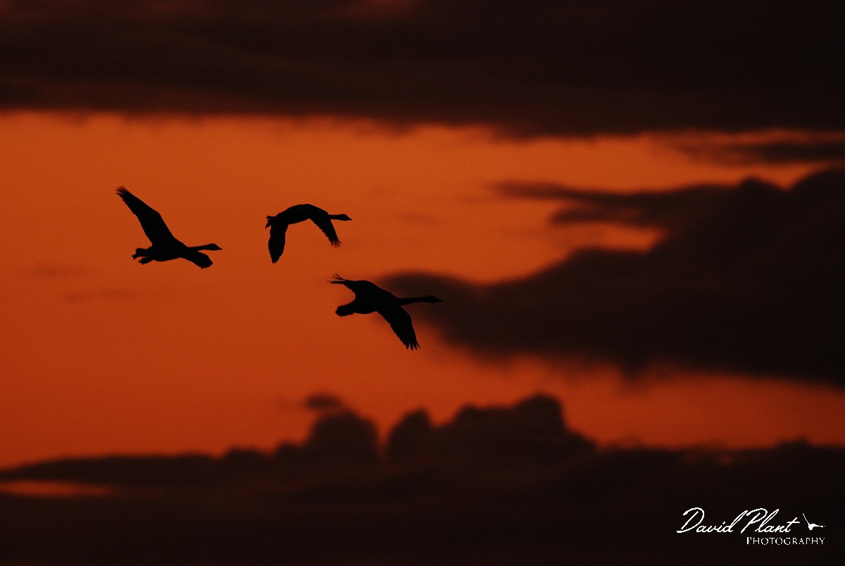 David Plant Photography - Wildlife Photographer - Whooper swan trio in flight at dusk - AG.JPG - Whooper swan trio in flight at sunset - Welney