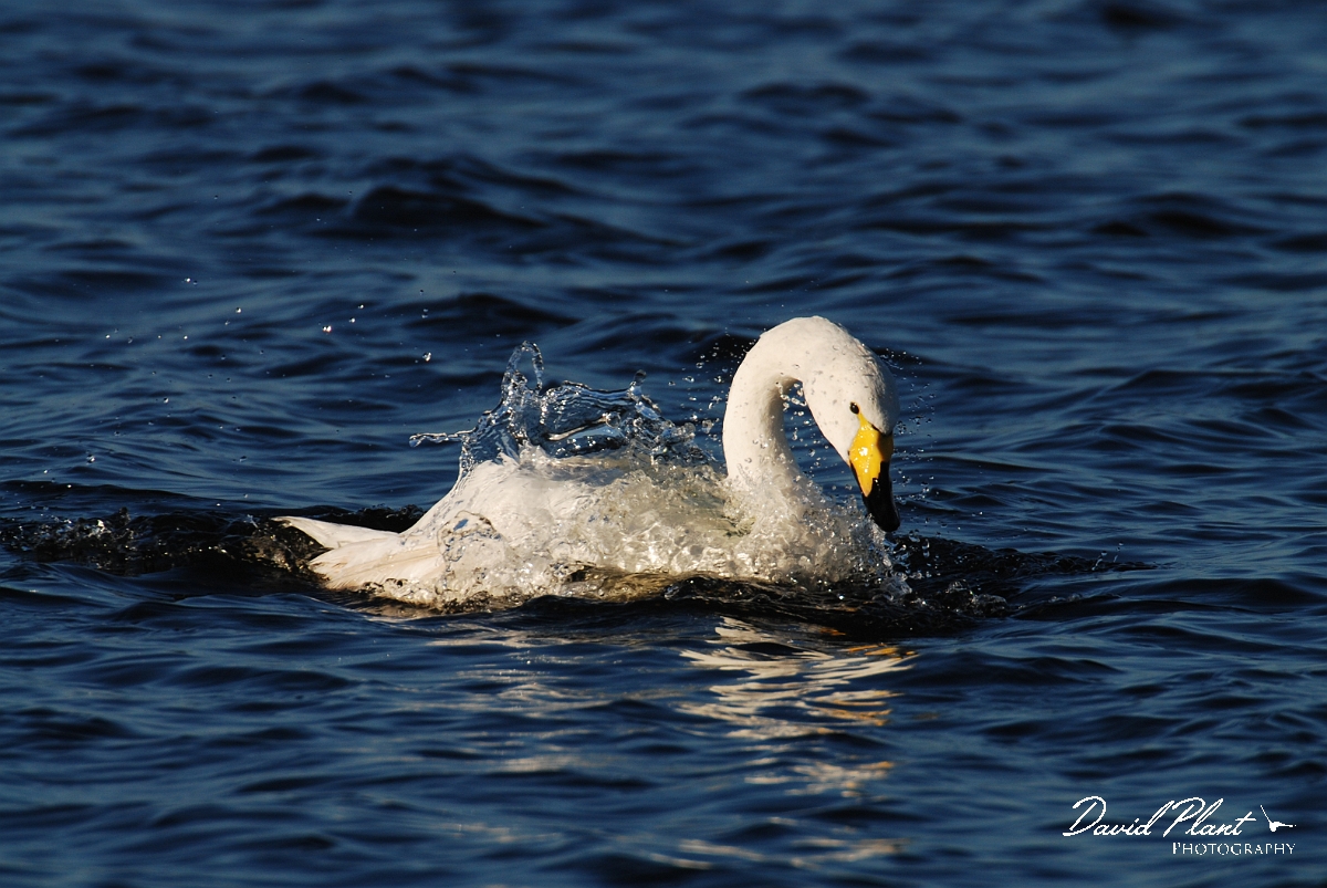 David Plant Photography - Wildlife Photographer - Whooper swan washing - V.jpg - Whooper swan washing - Welney