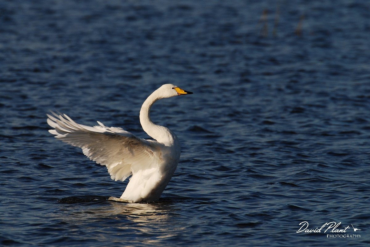 David Plant Photography - Wildlife Photographer - Whooper swan with wings spread - W.jpg - Whooper swan with wings spread - Welney