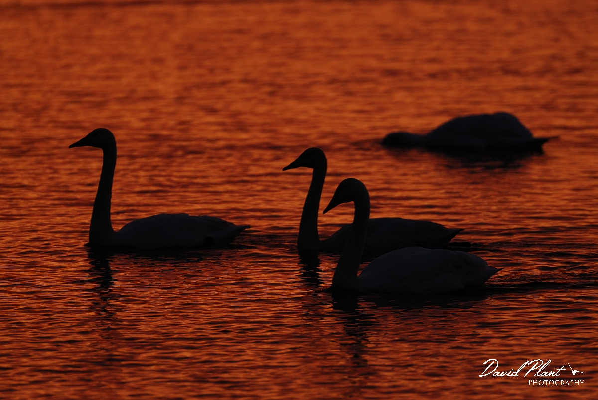 David Plant Photography - Wildlife Photographer - Whooper swans at sunset - AL.jpg - Whooper swans at sunset - Welney