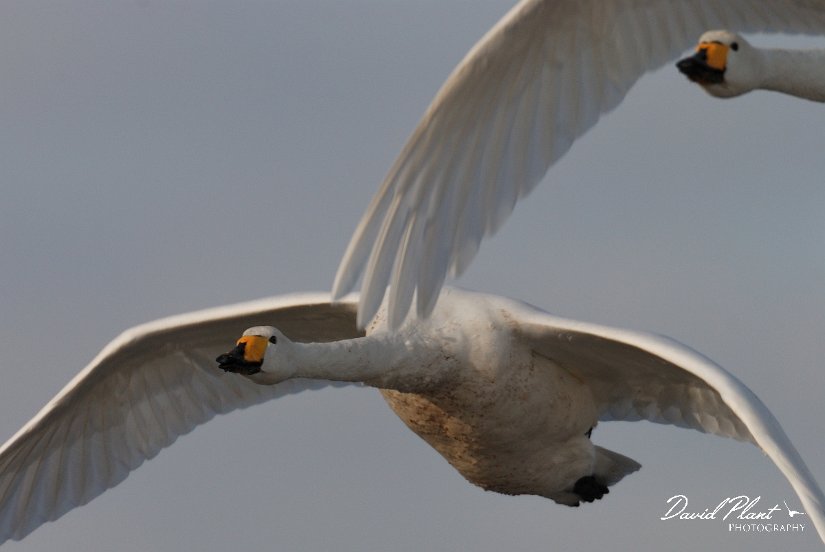 David Plant Photography - Wildlife Photographer - Whooper swans flying - AM.jpg - Whooper swans flying - Welney