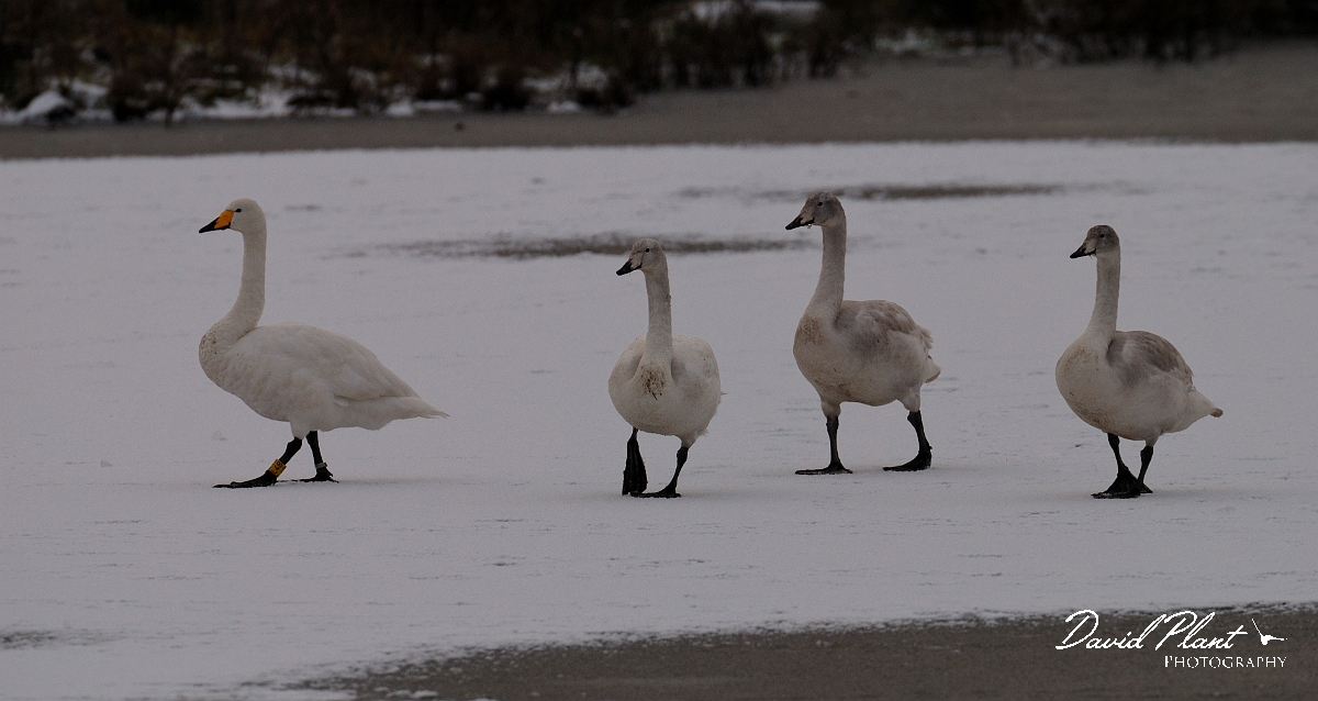 David Plant Photography - Wildlife Photographer - Whooper swans on snow - AR.jpg - Whooper swan family in the snow - Welney