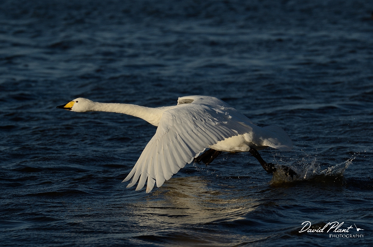 David Plant Photography - Wildlife Photography - Whooper swan - AT.jpg - Whooper swan taking off - Welney