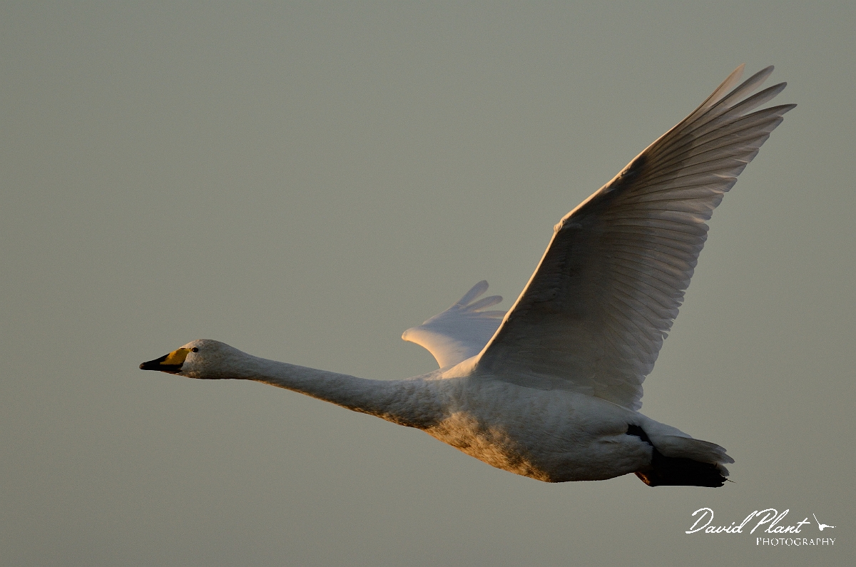 David Plant Photography - Wildlife Photography - Whooper swan - AU.jpg - Whooper swan in flight - Welney