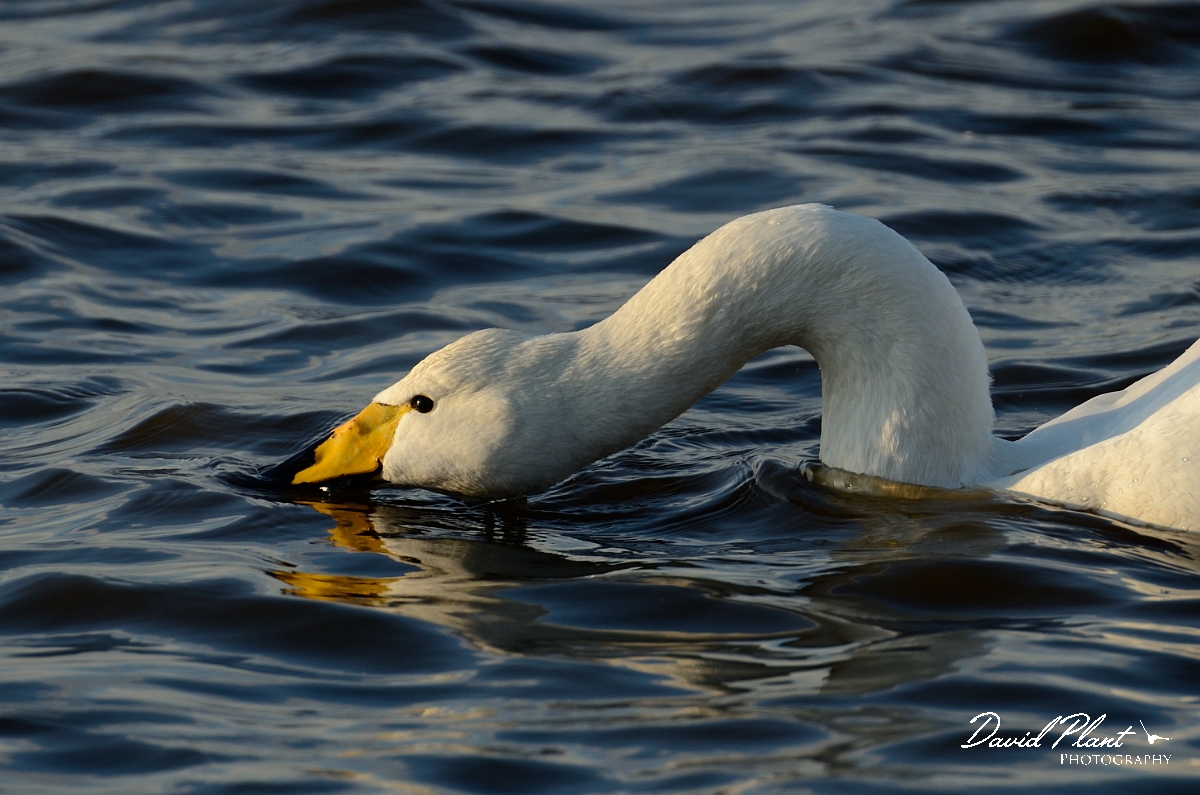 David Plant Photography - Wildlife Photography - Whooper swan - AW.jpg - Whooper swan drinking - Welney