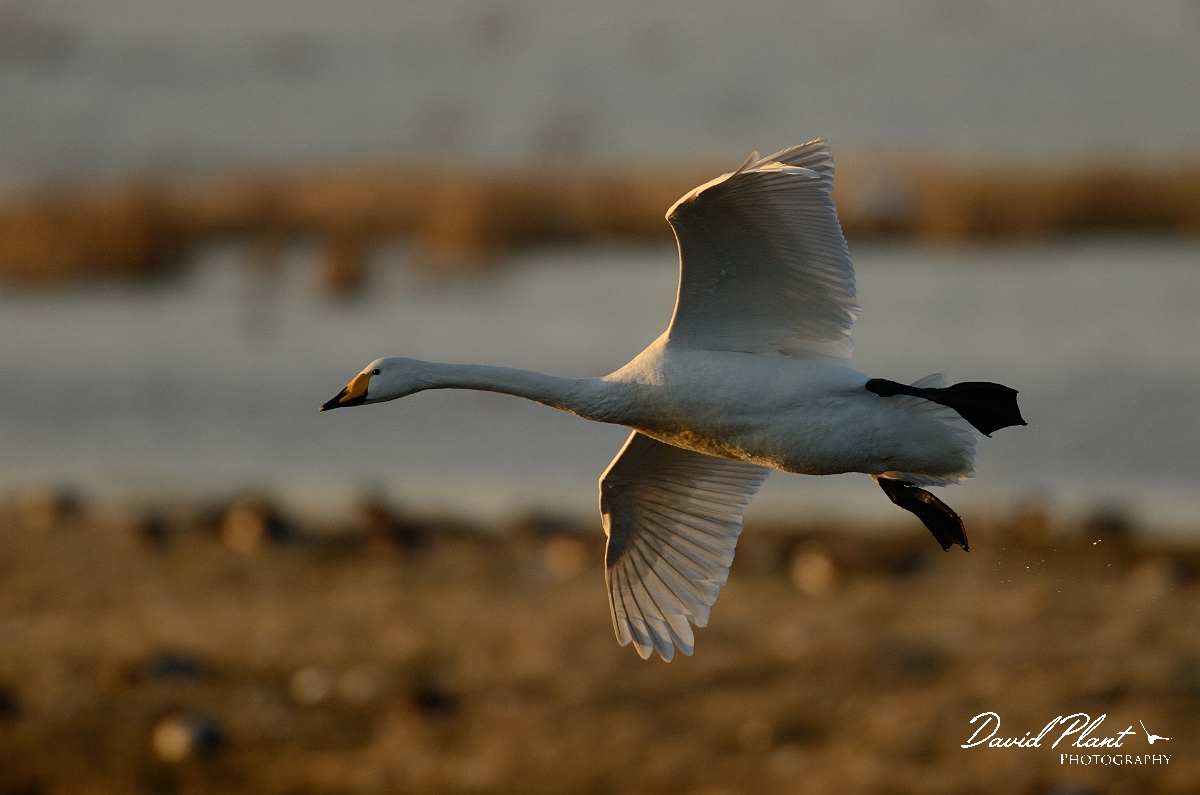 David Plant Photography - Wildlife Photography - Whooper swan - AX.jpg - Whooper swan coming into land - Welney