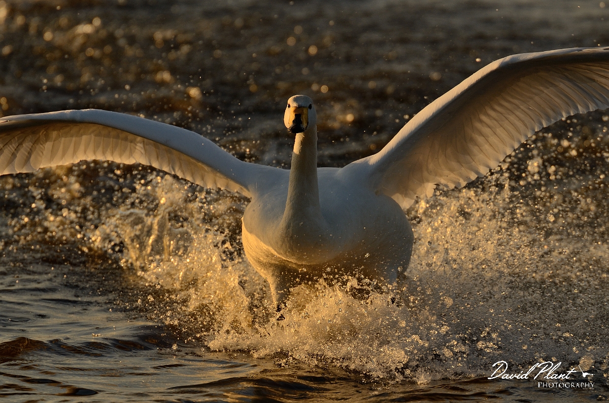 David Plant Photography - Wildlife Photography - Whooper swan - AY.jpg - Whooper swan landing at sunset - Welney