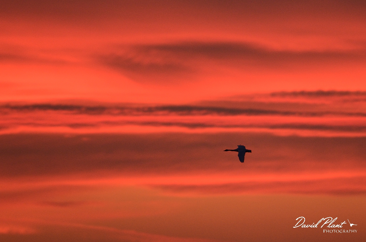 David Plant Photography - Wildlife Photography - Whooper swan - BA.jpg - Whooper swan in flight at sunset - Welney