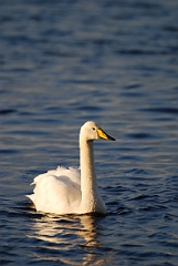 David Plant Photography - Wildlife Photographer - Whooper swan - AB