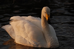 David Plant Photography - Wildlife Photographer - Whooper swan - F