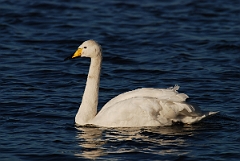 David Plant Photography - Wildlife Photographer - Whooper swan - U