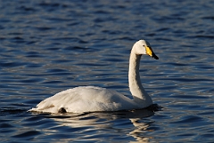 David Plant Photography - Wildlife Photographer - Whooper swan - Y