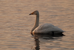 David Plant Photography - Wildlife Photographer - Whooper swan at dusk- J