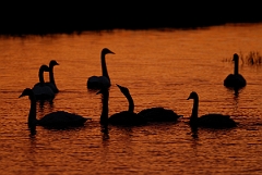 David Plant Photography - Wildlife Photographer - Whooper swan family at sunset - AK