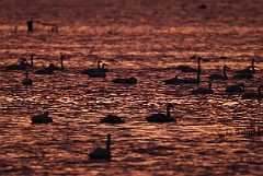 David Plant Photography - Wildlife Photographer - Whooper swan flock at dusk - AE