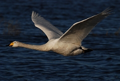 David Plant Photography - Wildlife Photographer - Whooper swan flying - R