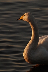 David Plant Photography - Wildlife Photographer - Whooper swan head - L